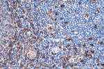 HLA-DMA Antibody in Immunohistochemistry (Paraffin) (IHC (P))