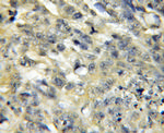 Surfactant protein D Antibody in Immunohistochemistry (Paraffin) (IHC (P))