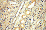 Surfactant protein D Antibody in Immunohistochemistry (Paraffin) (IHC (P))