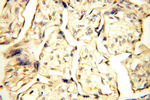 Surfactant protein D Antibody in Immunohistochemistry (Paraffin) (IHC (P))