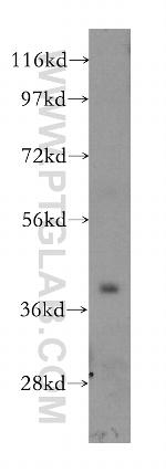 STBD1 Antibody in Western Blot (WB)