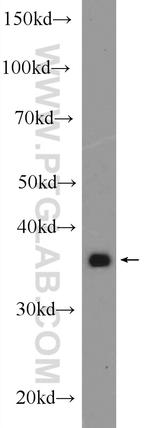 STBD1 Antibody in Western Blot (WB)