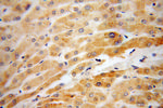RBP5 Antibody in Immunohistochemistry (Paraffin) (IHC (P))
