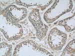 SPATA6 Antibody in Immunohistochemistry (Paraffin) (IHC (P))
