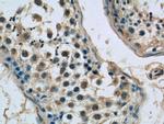 SPATA6 Antibody in Immunohistochemistry (Paraffin) (IHC (P))