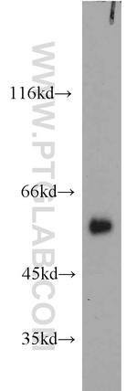 SPATA6 Antibody in Western Blot (WB)