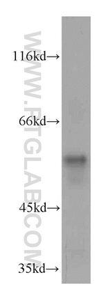 SPATA6 Antibody in Western Blot (WB)