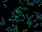 SERPINA10 Antibody in Immunocytochemistry (ICC/IF)