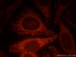 SERPINA10 Antibody in Immunocytochemistry (ICC/IF)
