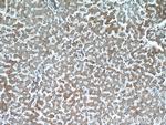 SERPINA10 Antibody in Immunohistochemistry (Paraffin) (IHC (P))
