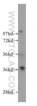 GIMAP4 Antibody in Western Blot (WB)