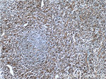 GBP2 Antibody in Immunohistochemistry (Paraffin) (IHC (P))