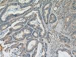 DLEU1 Antibody in Immunohistochemistry (Paraffin) (IHC (P))