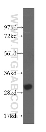 TNFSF13B Antibody in Western Blot (WB)