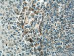 IL37 Antibody in Immunohistochemistry (Paraffin) (IHC (P))