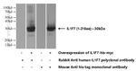 IL37 Antibody in Western Blot (WB)