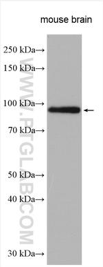 ADAMTS4 Antibody in Western Blot (WB)