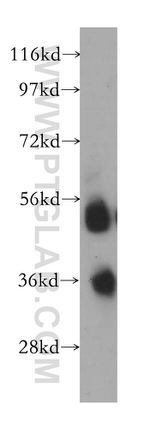 FCN3 Antibody in Western Blot (WB)