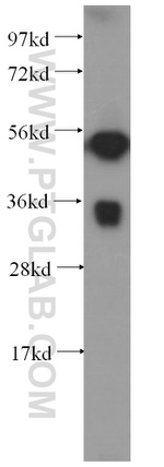 FCN3 Antibody in Western Blot (WB)