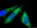 FCN3 Antibody in Immunocytochemistry (ICC/IF)