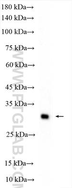 FCN3 Antibody in Western Blot (WB)