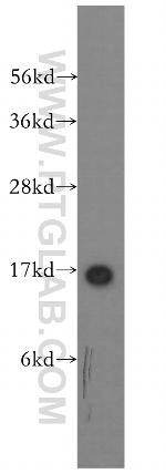 SH2D1A Antibody in Western Blot (WB)