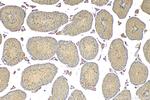 PHOSPHO2 Antibody in Immunohistochemistry (Paraffin) (IHC (P))