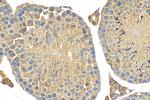 PHOSPHO2 Antibody in Immunohistochemistry (Paraffin) (IHC (P))