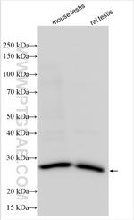PHOSPHO2 Antibody in Western Blot (WB)
