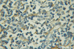HNMT Antibody in Immunohistochemistry (Paraffin) (IHC (P))