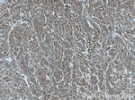 HNMT Antibody in Immunohistochemistry (Paraffin) (IHC (P))