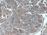HNMT Antibody in Immunohistochemistry (Paraffin) (IHC (P))