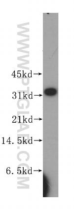 HNMT Antibody in Western Blot (WB)