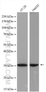 HNMT Antibody in Western Blot (WB)