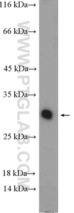 HNMT Antibody in Western Blot (WB)