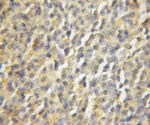 TTC4 Antibody in Immunohistochemistry (Paraffin) (IHC (P))