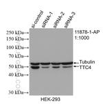 TTC4 Antibody in Western Blot (WB)