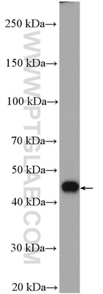 TTC4 Antibody in Western Blot (WB)