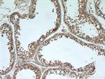 OSBPL9 Antibody in Immunohistochemistry (Paraffin) (IHC (P))