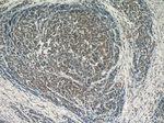 OSBPL9 Antibody in Immunohistochemistry (Paraffin) (IHC (P))