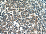 OSBPL9 Antibody in Immunohistochemistry (Paraffin) (IHC (P))