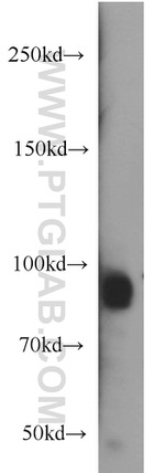 OSBPL9 Antibody in Western Blot (WB)