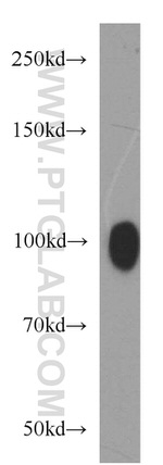 OSBPL9 Antibody in Western Blot (WB)