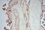 CSHL1 Antibody in Immunohistochemistry (Paraffin) (IHC (P))