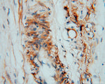 CSHL1 Antibody in Immunohistochemistry (Paraffin) (IHC (P))
