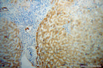 Prealbumin/transthyretin Antibody in Immunohistochemistry (Paraffin) (IHC (P))
