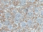 MIB1 Antibody in Immunohistochemistry (Paraffin) (IHC (P))