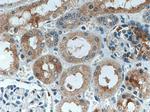 MIB1 Antibody in Immunohistochemistry (Paraffin) (IHC (P))