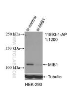 MIB1 Antibody in Western Blot (WB)