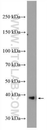 GRAP2 Antibody in Western Blot (WB)